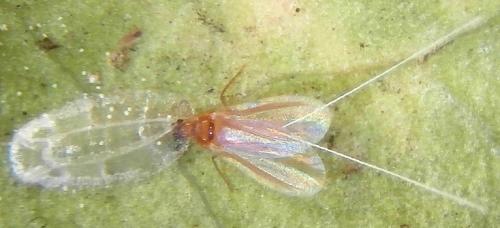 Réf. 180 123 : Protopulvinaria pyriformis